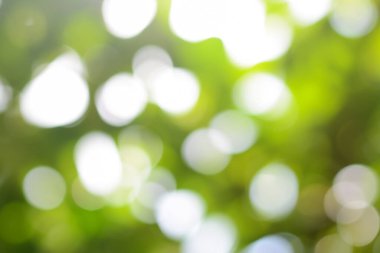 Açık havada yeşil ağacın bulanık görüntüsü. Bokeh etkisi