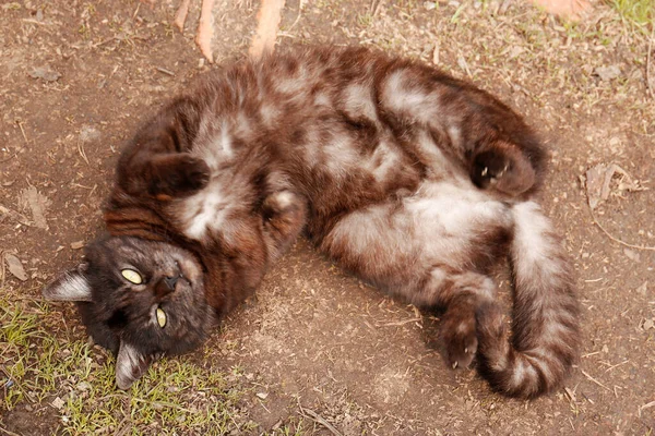 Αξιολάτρευτη Γάτα Που Αναπαύεται Στο Έδαφος Εξωτερικούς Χώρους Κορυφαία Άποψη — Φωτογραφία Αρχείου