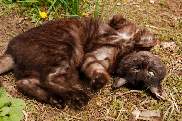 愛らしい暗い猫は緑の芝生の上で屋外に休んで — ストック写真