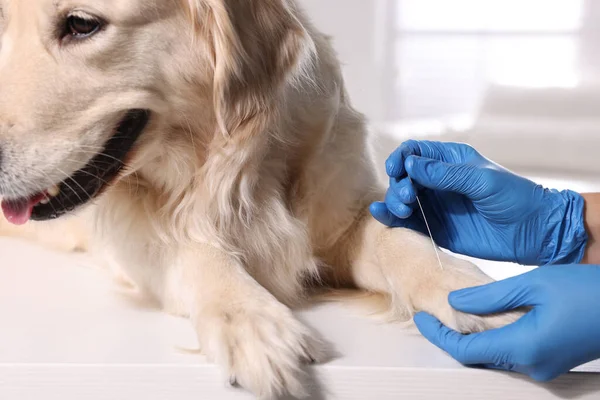 Veterinary Holding Acupuncture Needle Dog Paw Clinic Closeup Animal Treatment — Stockfoto
