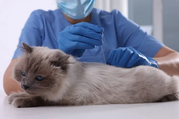 Veterinary Holding Acupuncture Needle Cat Back Clinic Closeup Animal Treatment — Stock Photo, Image