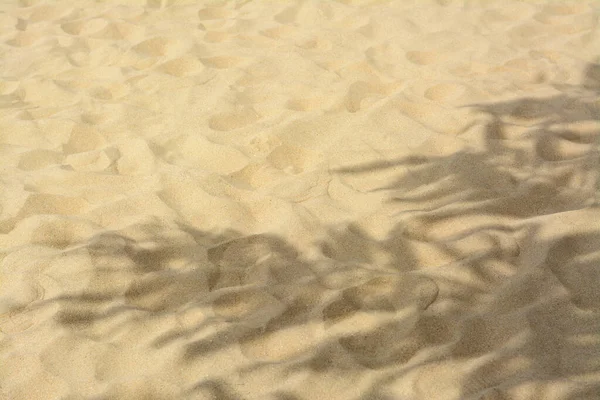 Shadows Tropical Branches Beach Sand Space Text — стоковое фото