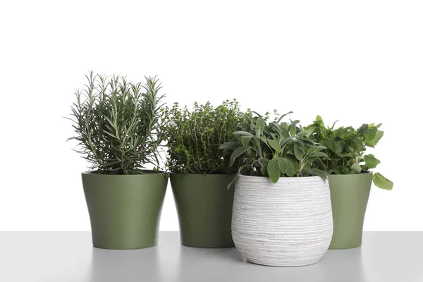 Pots Thyme Sage Mint Rosemary White Background — Foto Stock