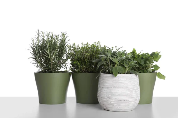 Pots Thyme Sage Mint Rosemary White Background — Stok Foto