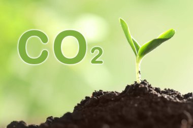 Reduce CO2 emissions. Fresh green seedling growing outdoors, closeup