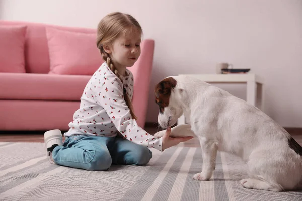 Evde sevimli küçük bir kız köpeğiyle oynuyor. Çocukluk hayvanı.