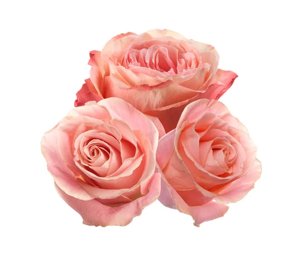 Hermosas Rosas Rosadas Aromáticas Sobre Fondo Blanco — Foto de Stock