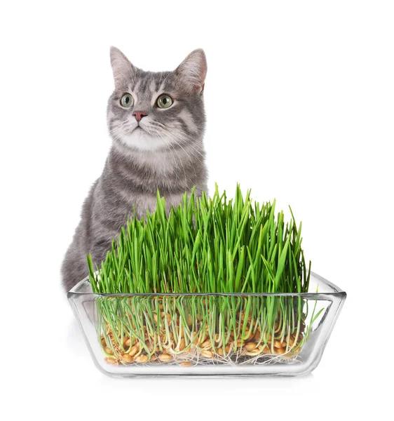 Adorable Cat Glass Bowl Fresh Green Grass White Background — Foto de Stock