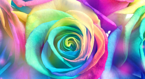 Beautiful Roses Toned Rainbow Colors Closeup Banner Design — Fotografia de Stock