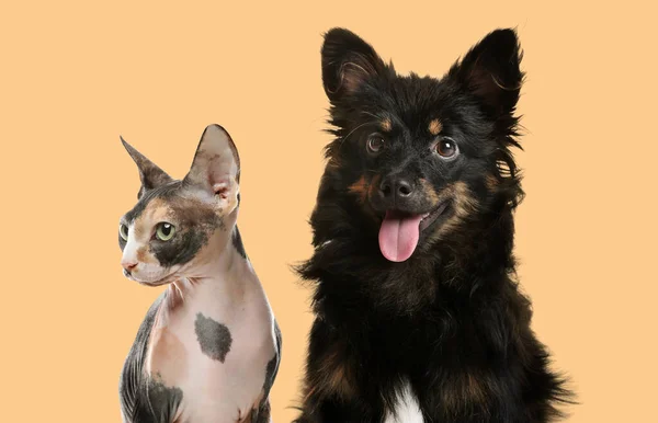 Cute Dog Cat Beige Background Lovely Pets — Fotografia de Stock