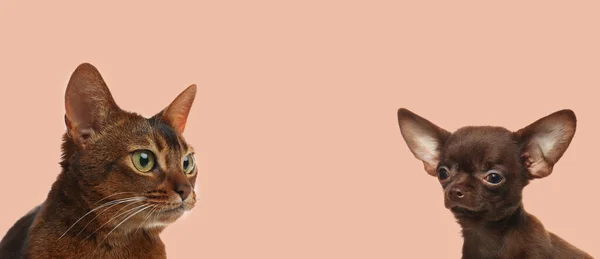 Słodki Pies Kot Różowym Tle Miejsce Tekst Projekt Banera — Zdjęcie stockowe