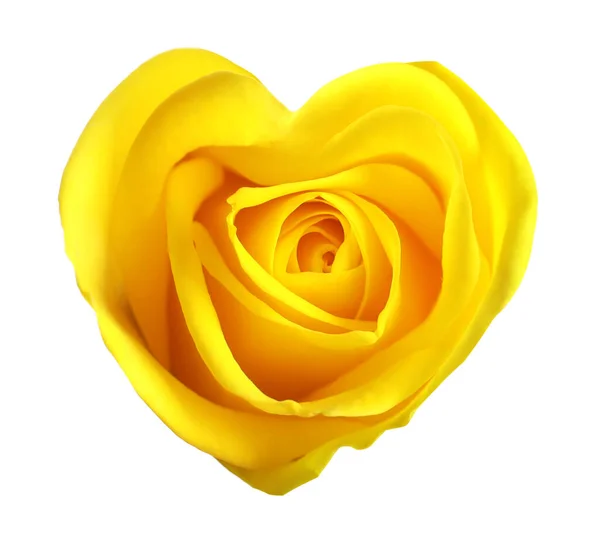 Beautiful Yellow Rose Shape Heart White Background — Stockfoto
