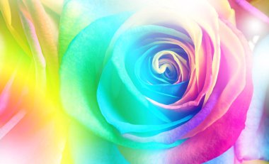 Beautiful rose toned in rainbow colors, closeup