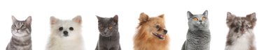 Beyaz arka planda sevimli komik kedi ve köpekler. Pankart tasarımı