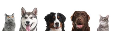 Cute funny cats and dogs on white background. Banner design