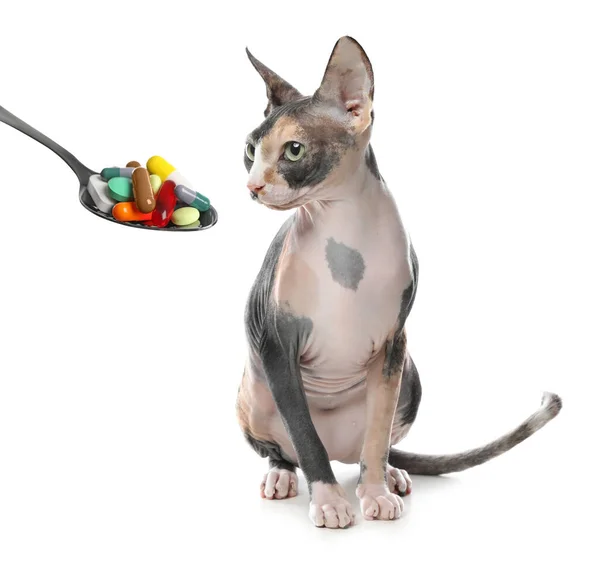 Vitamins Pets Cute Cat Spoon Different Pills White Background — Foto de Stock