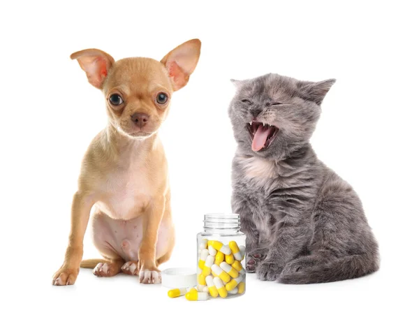 Vitamins Pets Cute Dog Kitten Pills White Background — Stockfoto