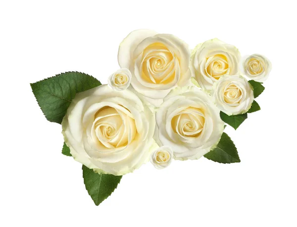 Beautiful Roses Green Leaves White Background — Foto de Stock