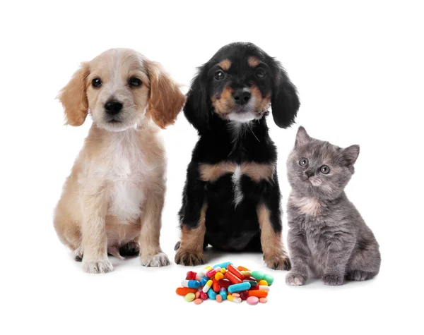 Vitamins Pets Cute Dogs Cat Different Pills White Background — Stock Photo, Image