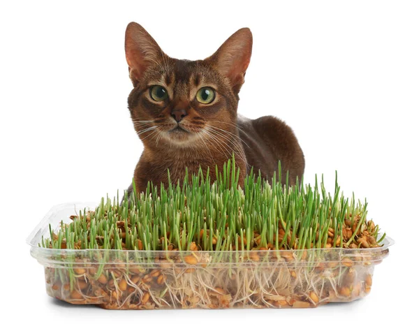 Adorable Cat Plastic Container Fresh Green Grass White Background — Foto de Stock