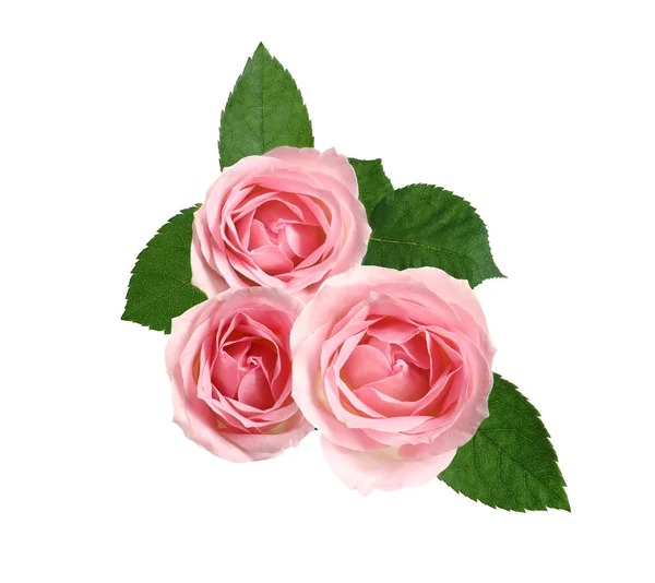 Beautiful Pink Roses Green Leaves White Background — Zdjęcie stockowe