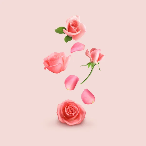 Beautiful Tender Roses Flying Pink Background — Zdjęcie stockowe