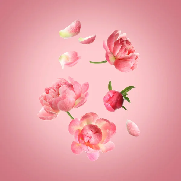 Όμορφα Παιώνια Λουλούδια Που Πετούν Ροζ Φόντο — Φωτογραφία Αρχείου