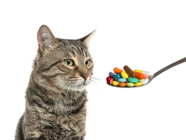Vitamins for pets. Cute cat and spoon with different pills on white background
