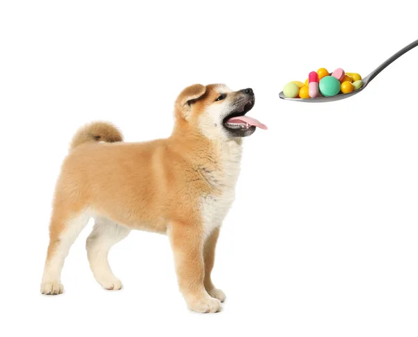 Vitamins Pets Cute Dog Spoon Different Pills White Background — Foto Stock