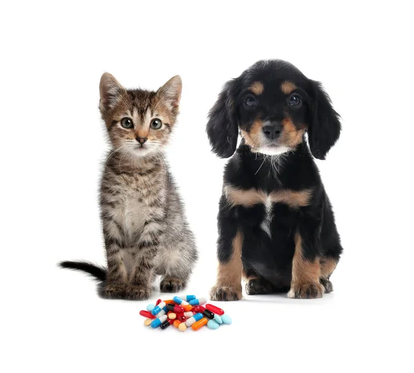 Vitamins Pets Cute Dog Cat Different Pills White Background — Stockfoto