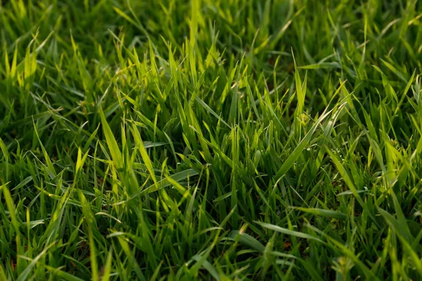 Green Lawn Fresh Grass Outdoors Closeup — Stock Photo, Image