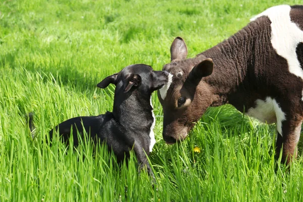 Dog Young Calf Green Grass Outdoors — Foto de Stock