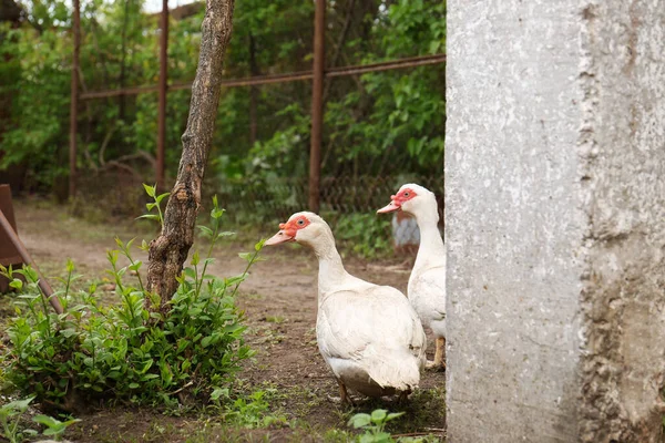 Two White Ducks Walking Farm Yard — Stock fotografie