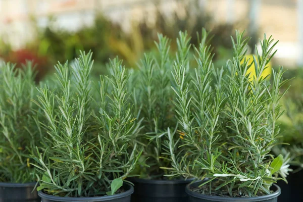 Many Potted Rosemary Plants Blurred Background Closeup — Stockfoto