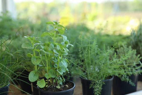 Many Different Potted Herbs Blurred Background — Stock fotografie