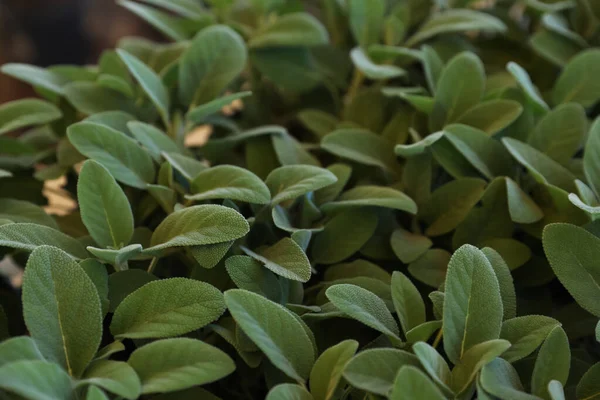 Closeup View Sage Plants Background — стоковое фото