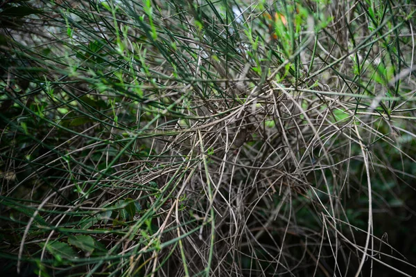 Detailní Pohled Keř Holými Větvemi Venku — Stock fotografie