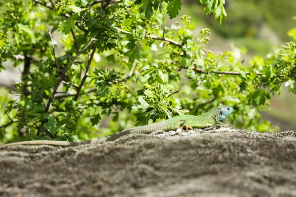 Beautiful Green Lizard Resting Stone Outdoors — Stockfoto