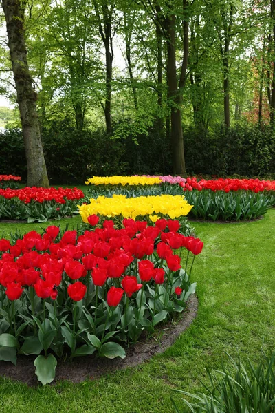Park Variety Beautiful Tulip Flowers Spring Season — стоковое фото