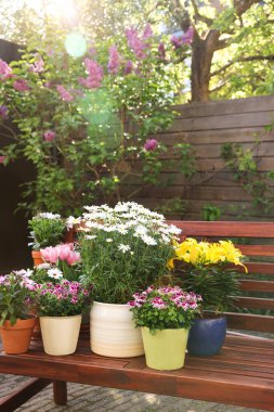 Bir sürü güzel çiçek açan bitkiler var. Ağaçtan bir bankta, açık havada.