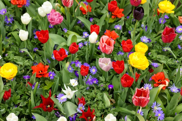 Açık havada, manzaranın üstünde bir sürü farklı renkli çiçek yetişiyor. Bahar mevsimi