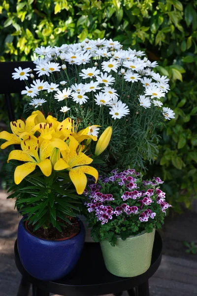 Çiçek saksılarında güzel bitkiler, açık havada, siyah sandalyede.