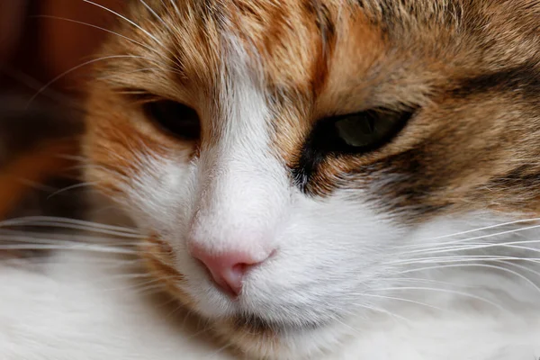 Closeup View Cute Cat Fluffy Pet — 图库照片