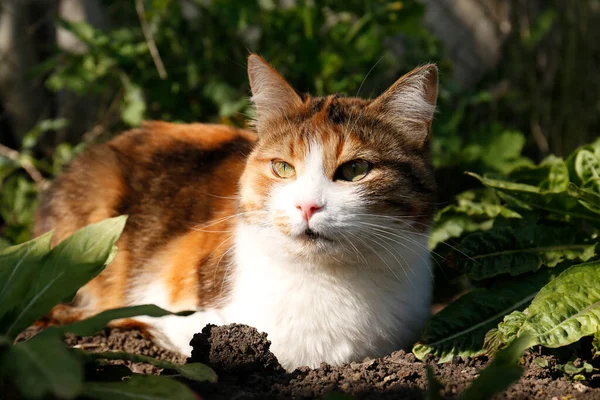 Cute Cat Ground Garden Fluffy Pet — Fotografia de Stock