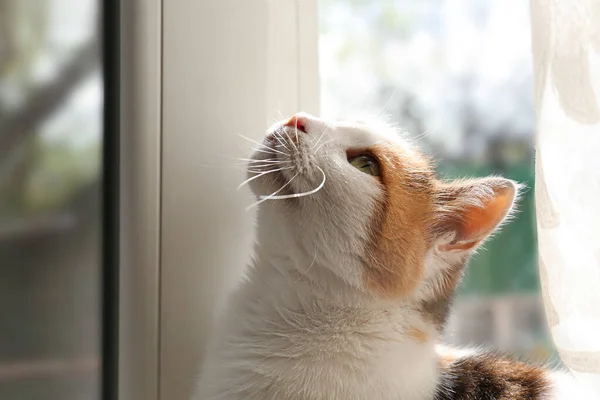 Evdeki Pencerenin Yanındaki Sevimli Kedinin Portresi — Stok fotoğraf