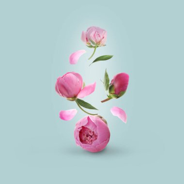 Açık mavi arka planda uçan güzel pembe şakayık çiçekleri