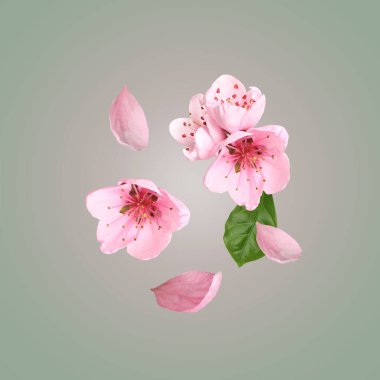 Açık gri arka planda uçan güzel pembe sakura ağacı çiçekleri.