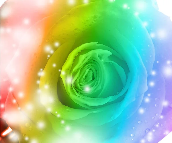 Beautiful Rose Toned Rainbow Colors Closeup — Fotografia de Stock
