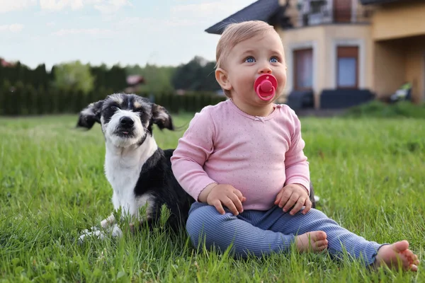 Adorable Baby Furry Little Dog Green Grass Outdoors — Foto Stock