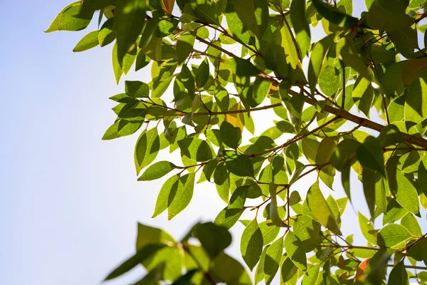 Closeup View Tree Lush Green Foliage Outdoors Sunny Day — Foto Stock